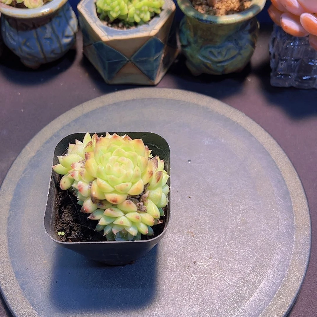 布**寳女王珍妮.多肉植物，