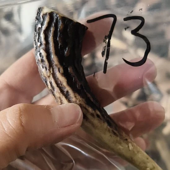 望***墨鹿角鹿角鹿角鹿角鹿角鹿角