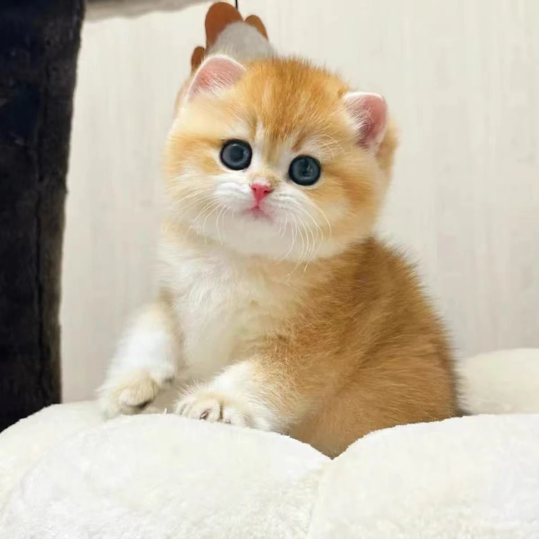 小猫咪幼猫(小张)
