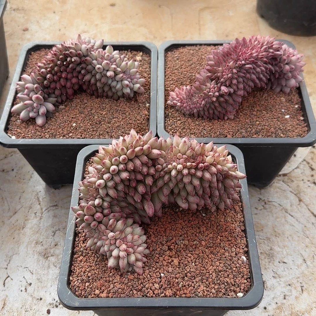 虞美人缀化15公分