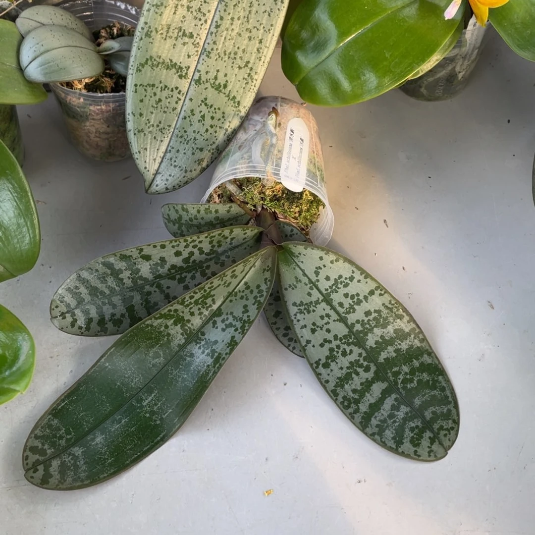 当前无花栽培后可以开花bt369流水银交冰晶西