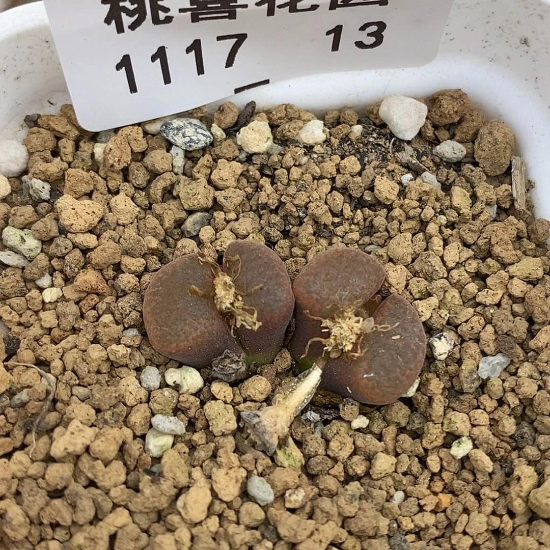 17-13-风铃福利。
