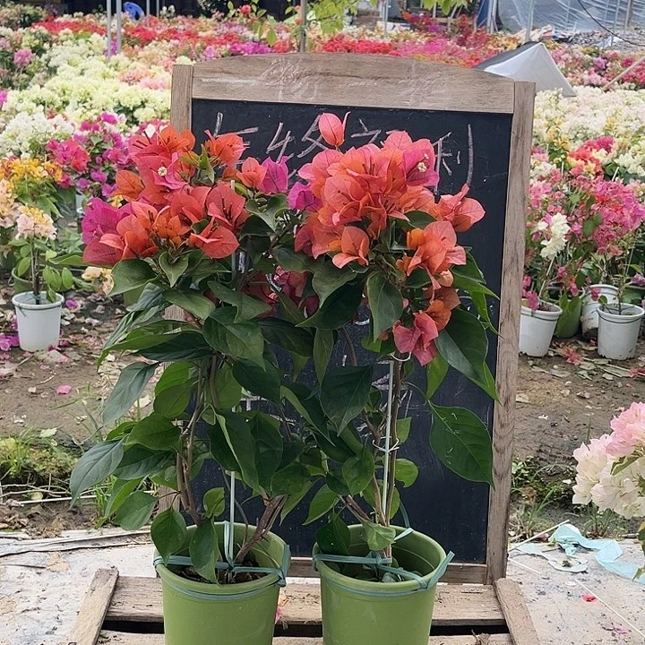 完全开放三角梅米奇