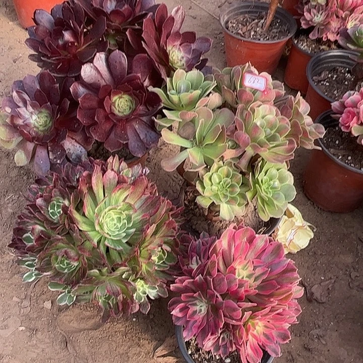 682多肉植物组合，