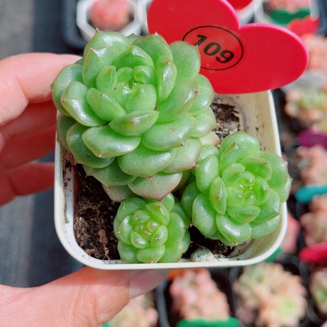 风靡园艺灯泡珍妮群