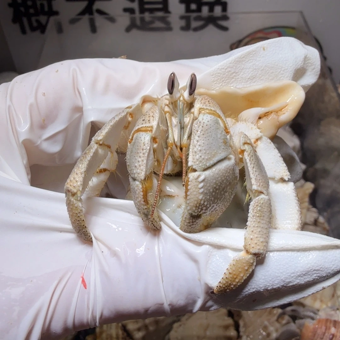 2.9口红海奶奶灰