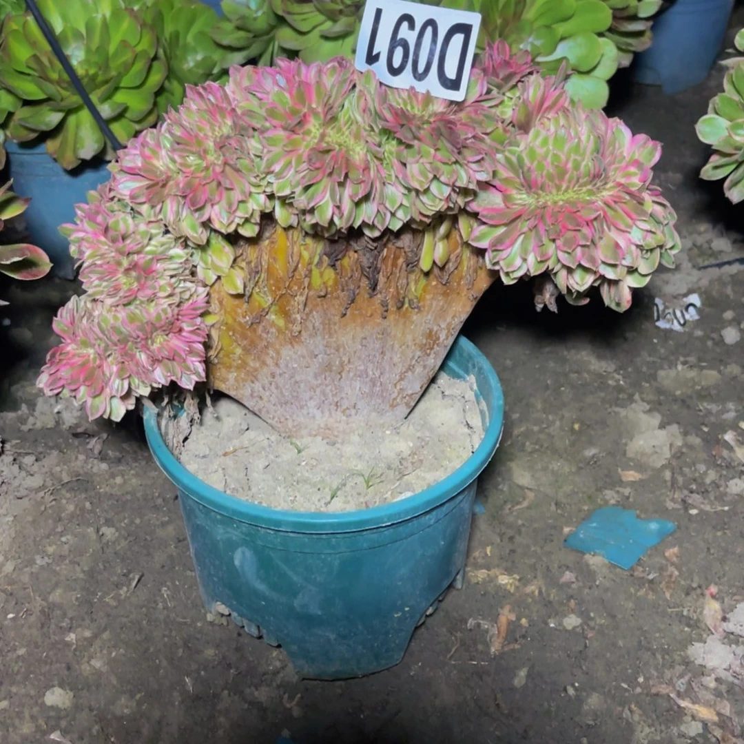 倾城法师16//////3包邮