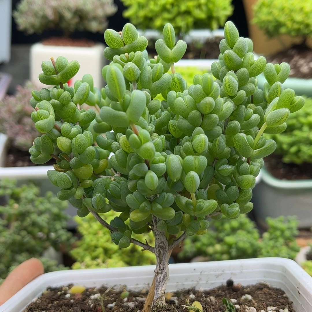 40元宝优选枝干番杏