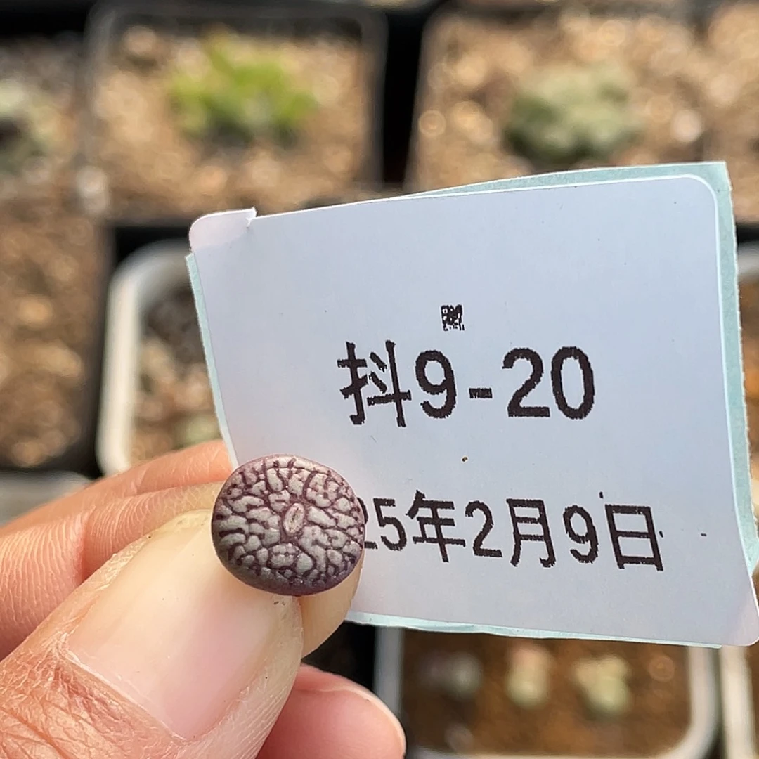 明*9-20肉锥多肉植物