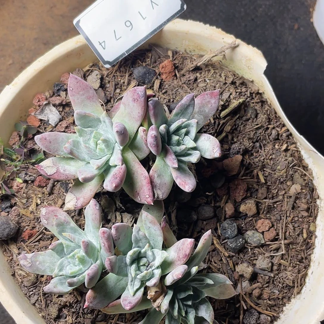 白菊苹果叶老桩1674