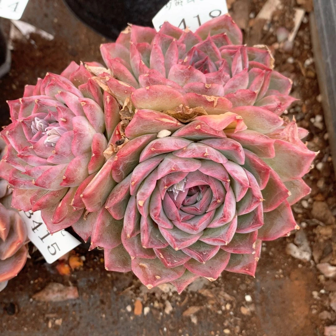 陌**开3418有叶伤特价