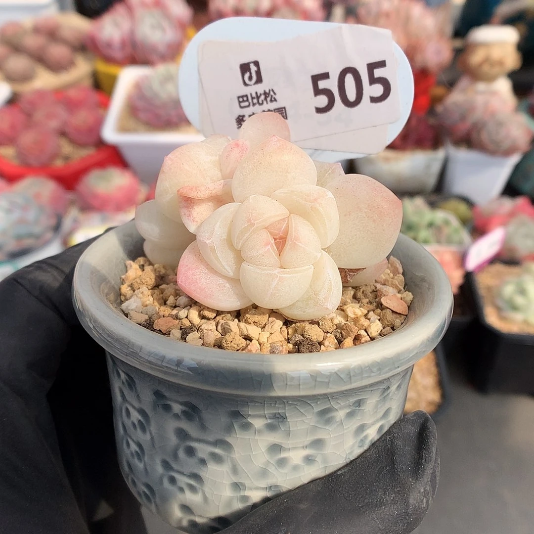 505 三头带崽白底粉心冰玉