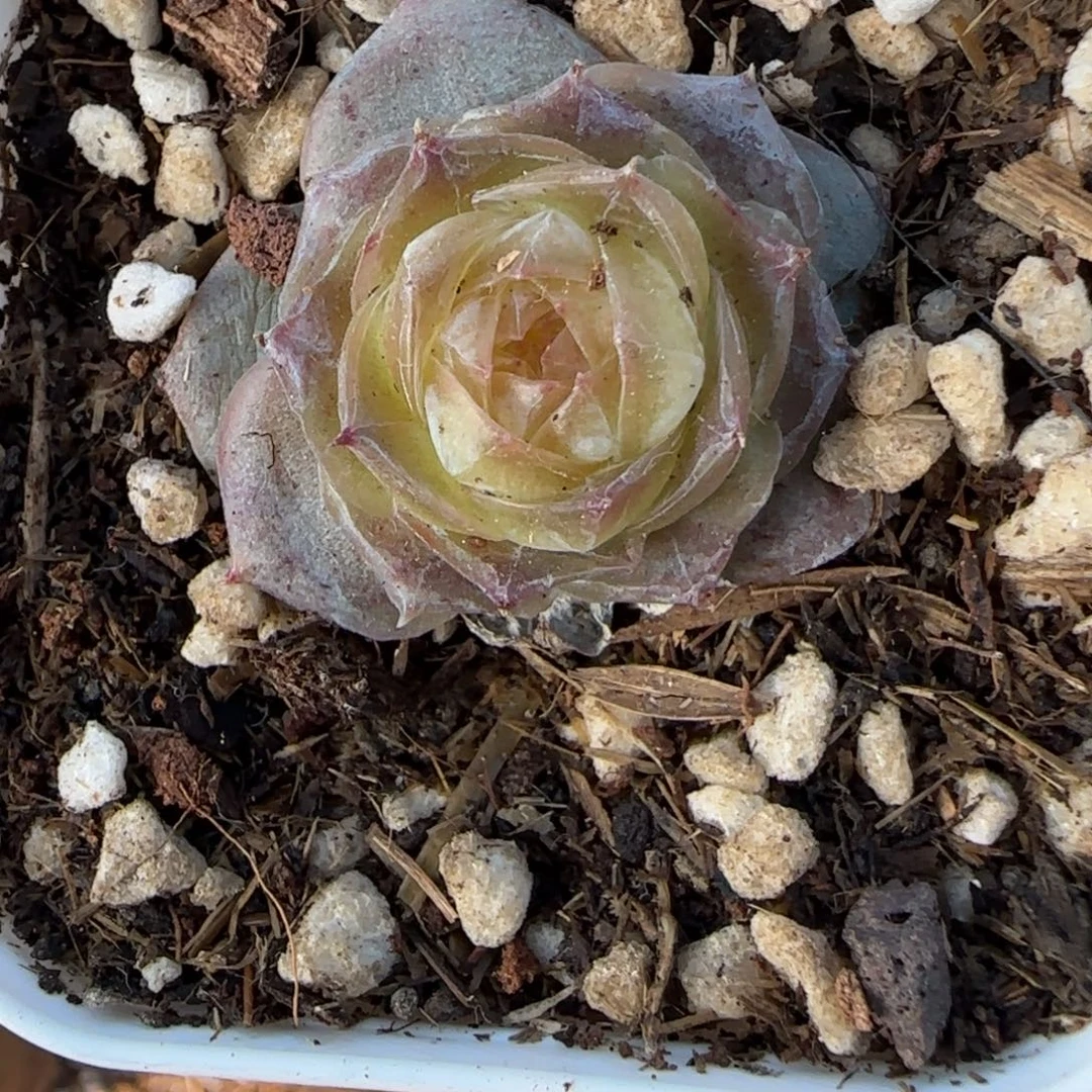 多肉小卡拉米糖心一物一拍