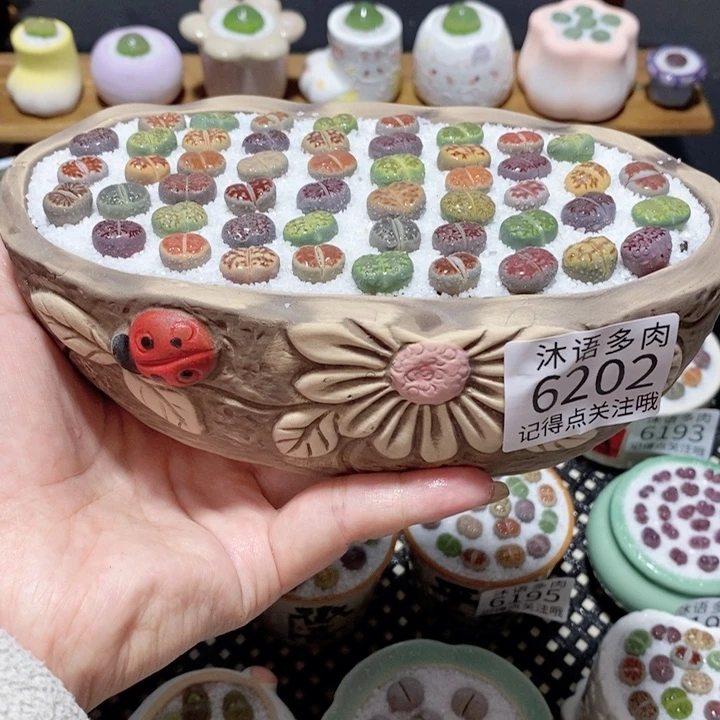 带盆土植物 一物一拍6202