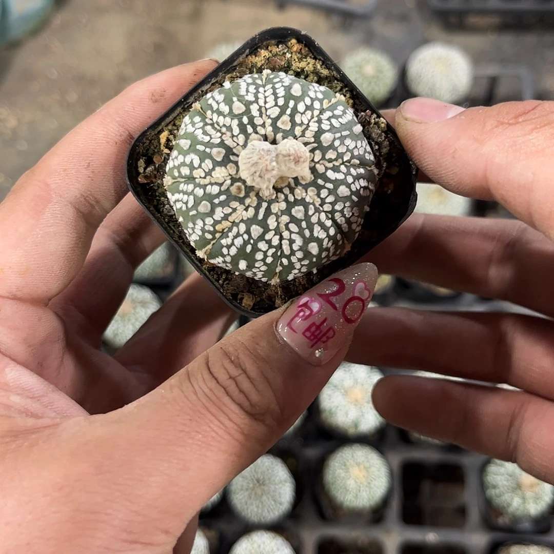 R*x10503一物一拍单头发货