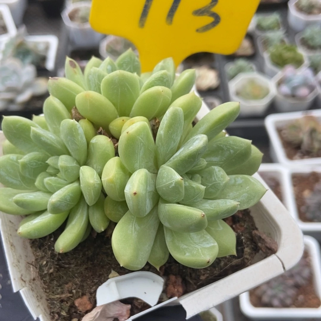 713百搭翡翠多肉植物保护