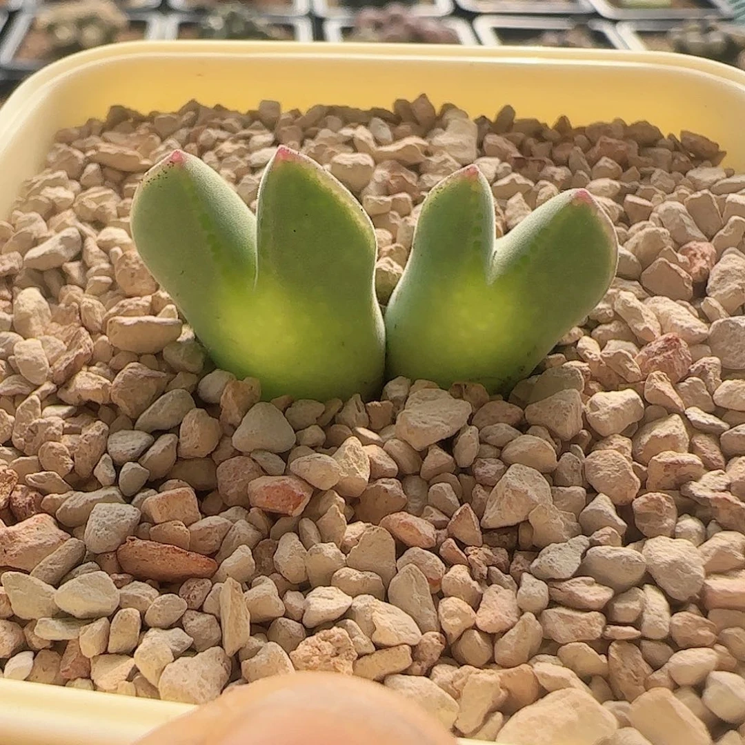 无花朵985x大眼睛