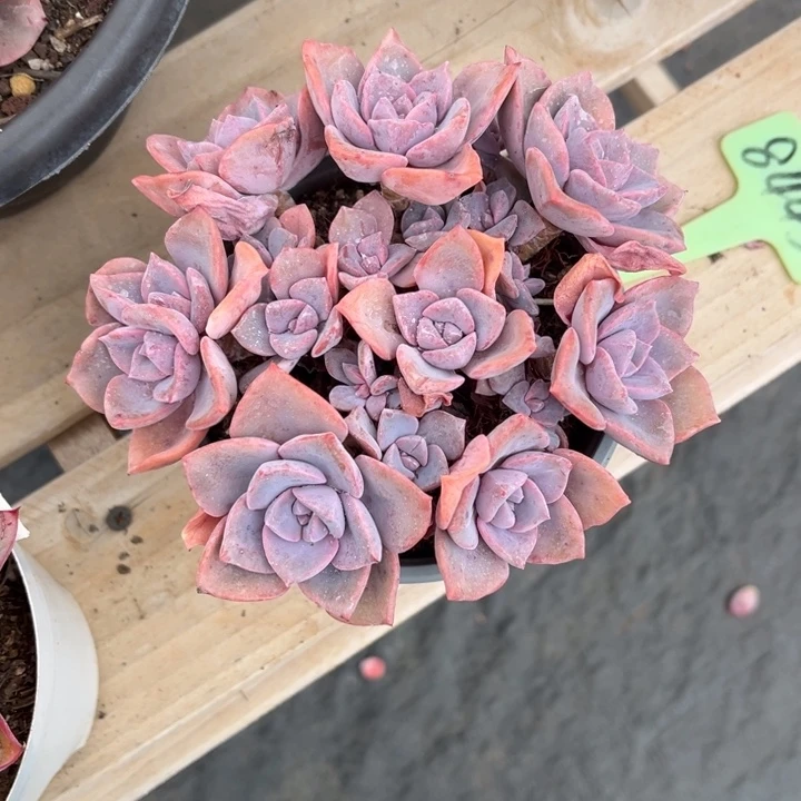 彩虹糖多肉植物8445