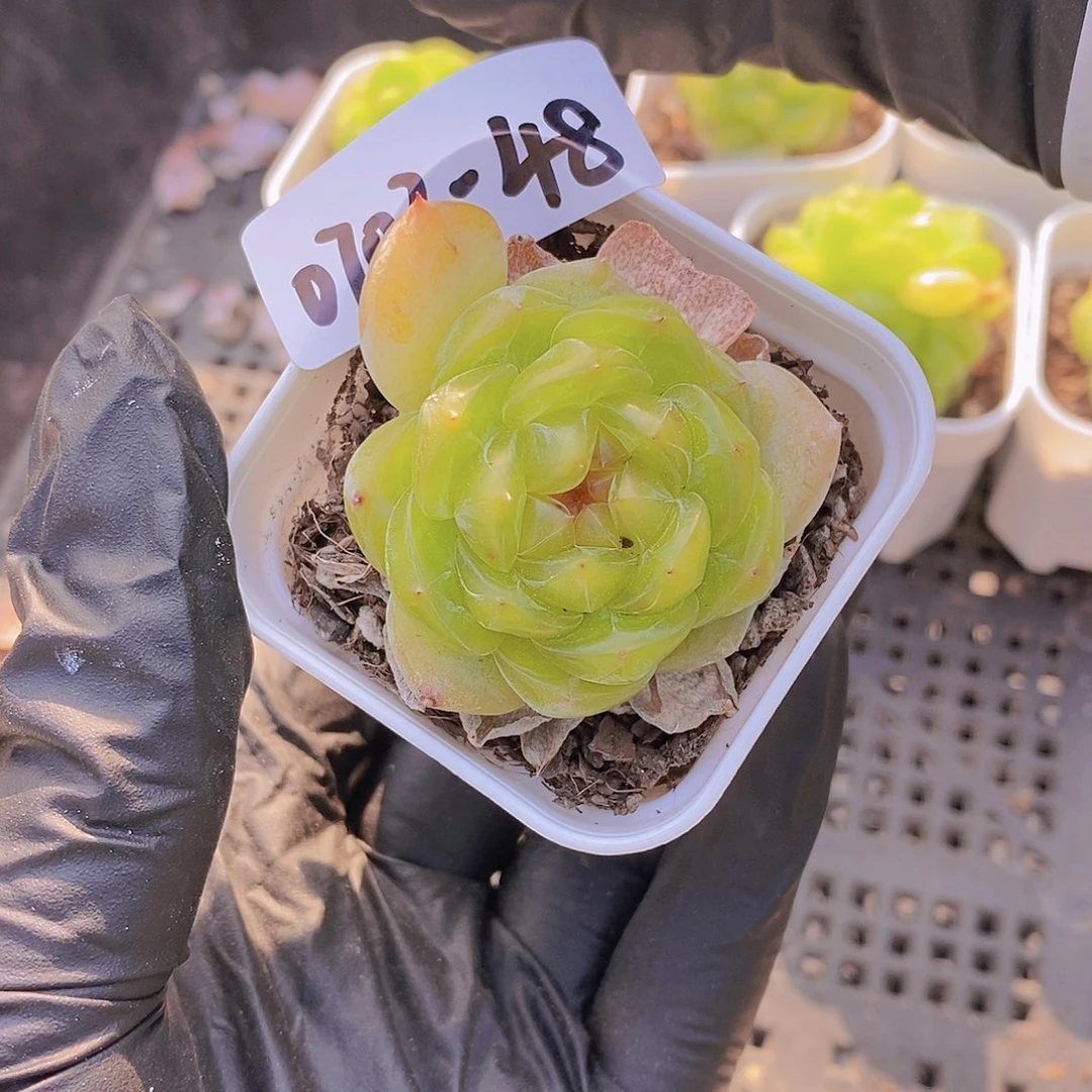 0703-48-福利珍妮一颗带个崽