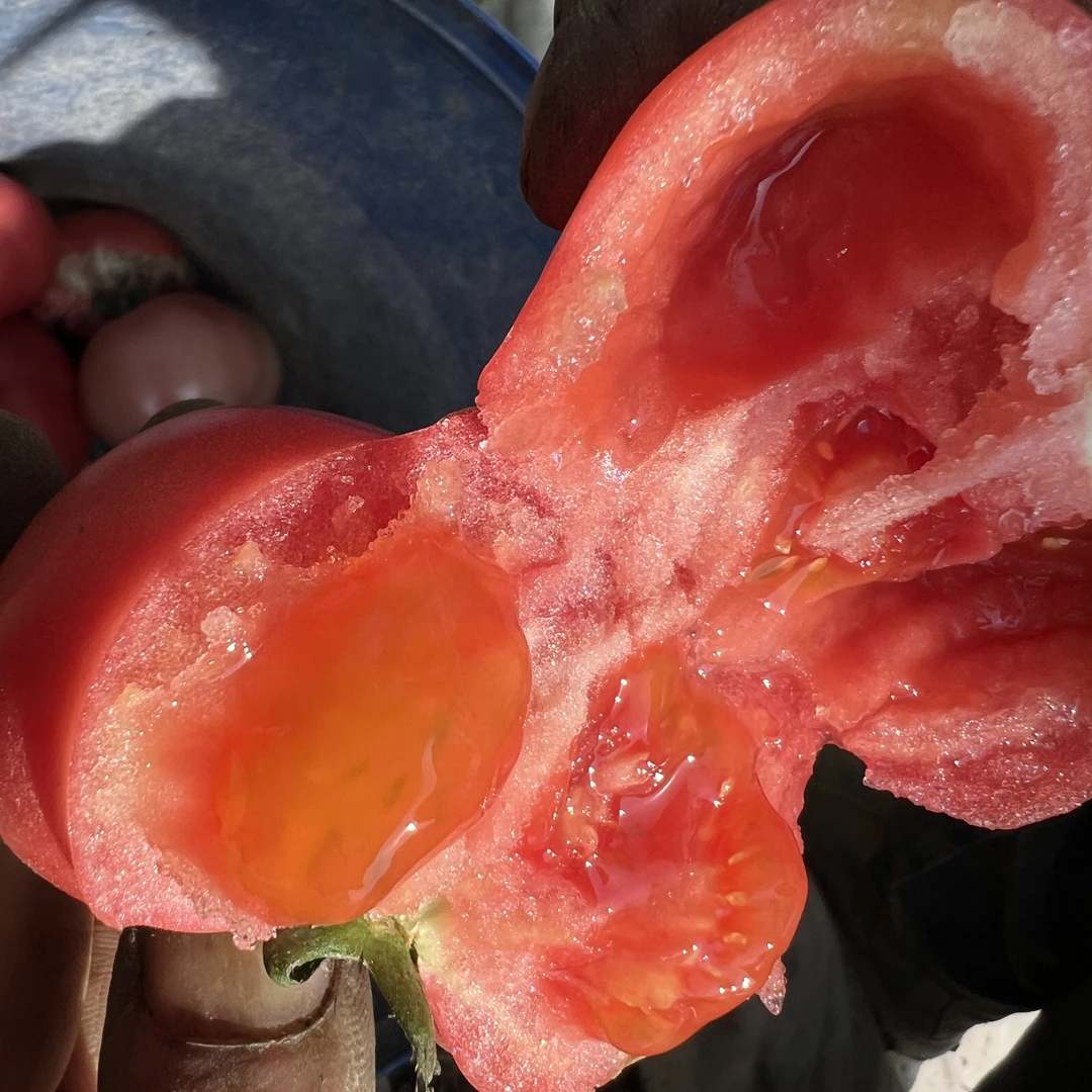 生态种植老品种沙瓤西红柿4斤装炒菜凉拌就选它新鲜河南省