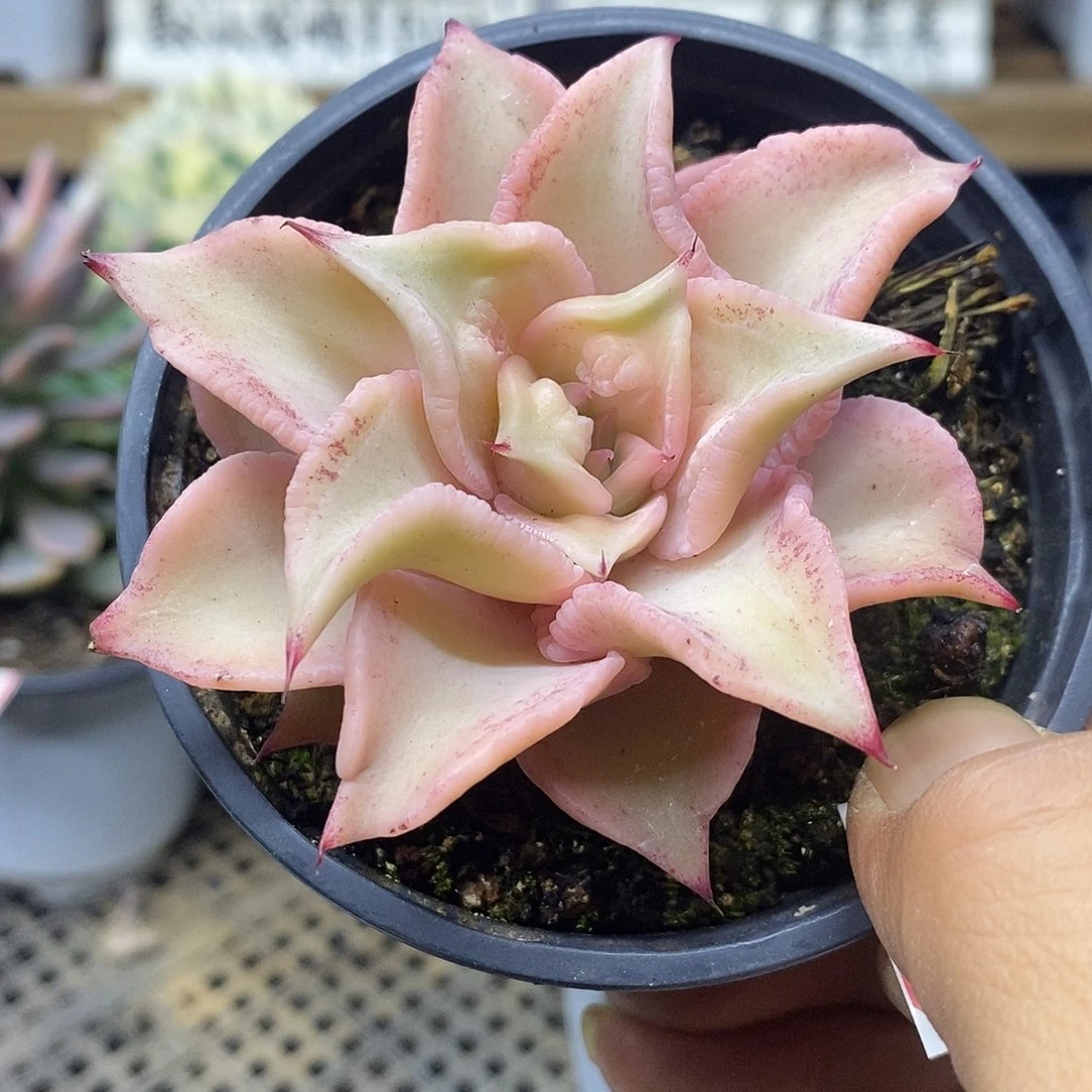 1615 瘤子饺子皮