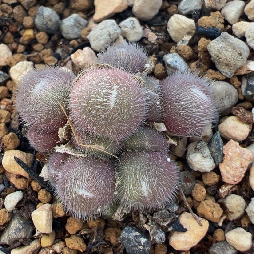 56多肉植物百科植物