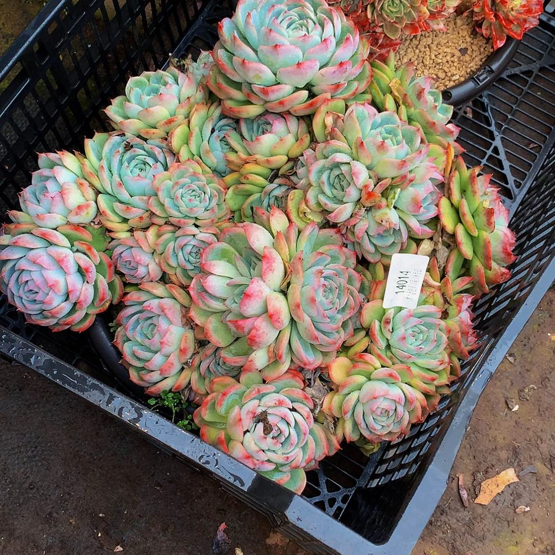 用***8        侧影多肉14014