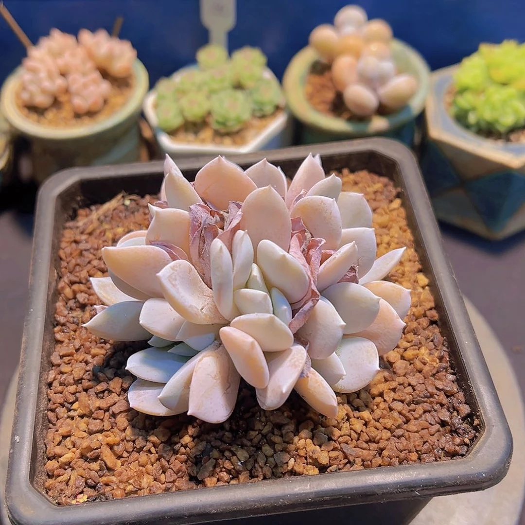 ?***?雪特，多肉植物，