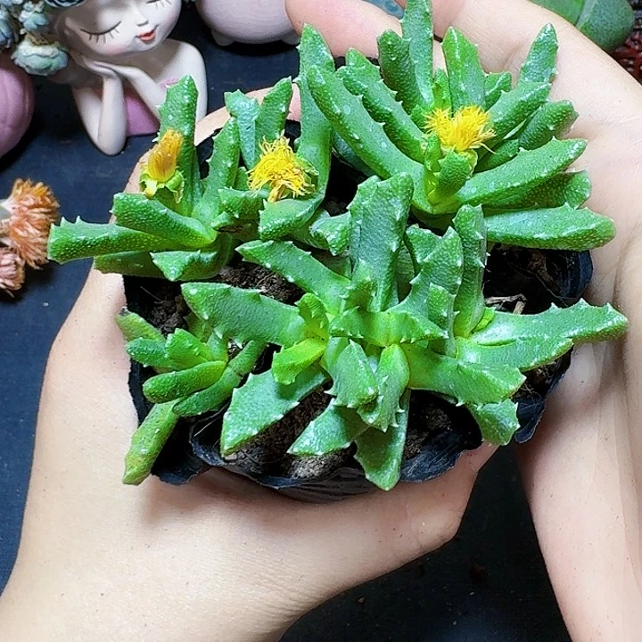 3颗芳香波裸根福利炸