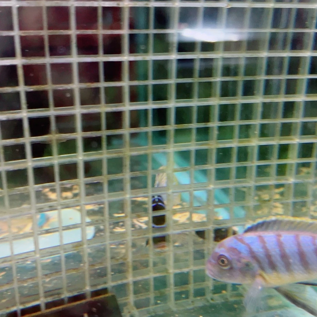 慈鲷2****6芦苇诺 卡b 马孔德