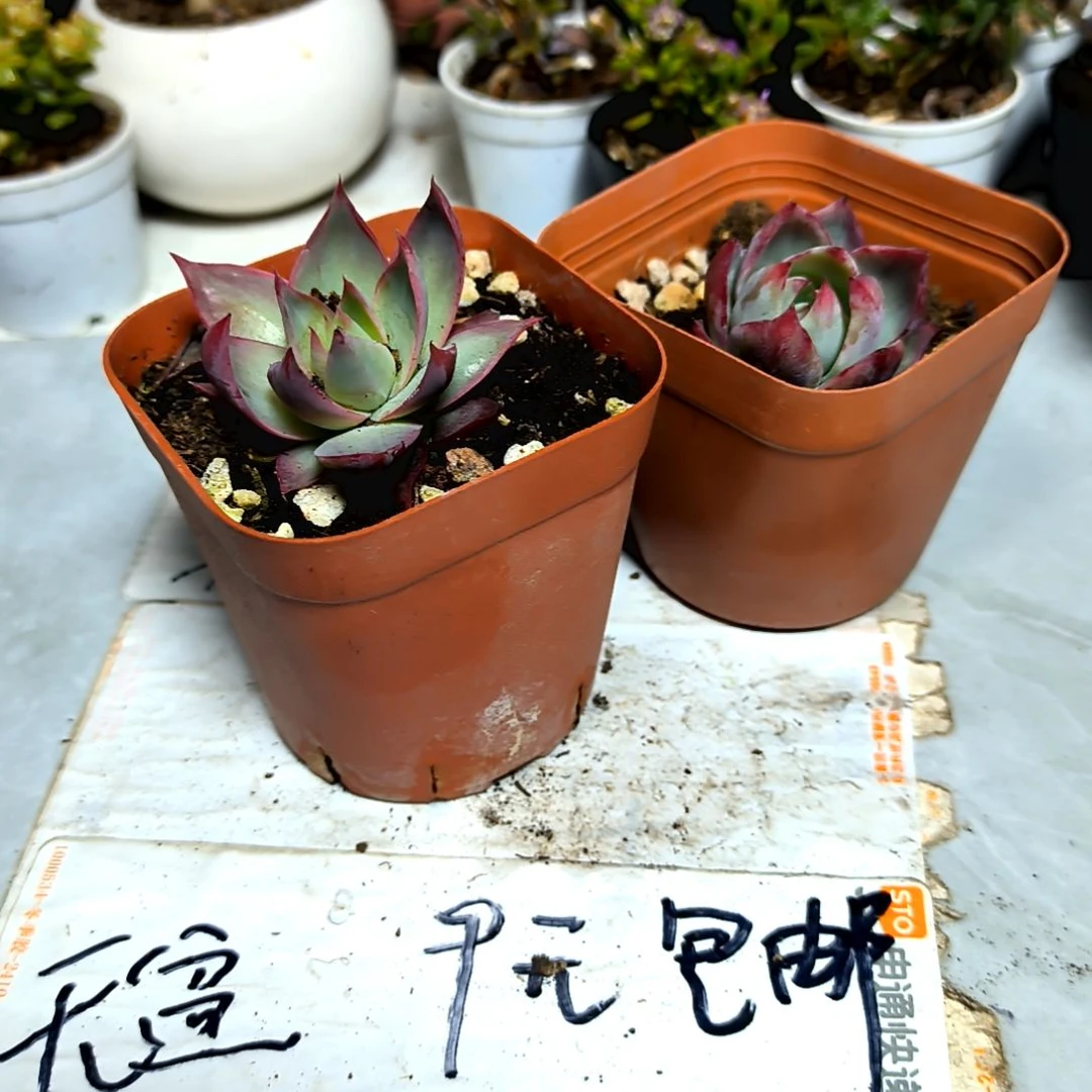 ，满9元包邮，惊鸿仙子单头