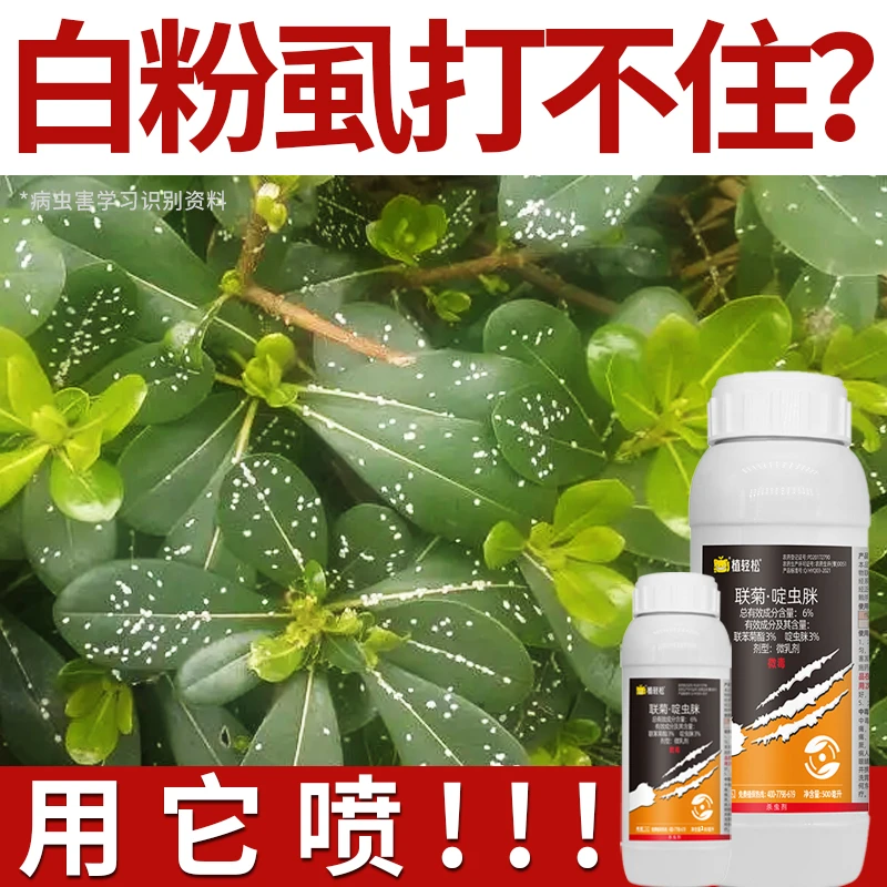 专打叶背面会飞小白虫白蛾子白蜢子白粉虱辣椒番茄蜀葵豆角杀虫剂