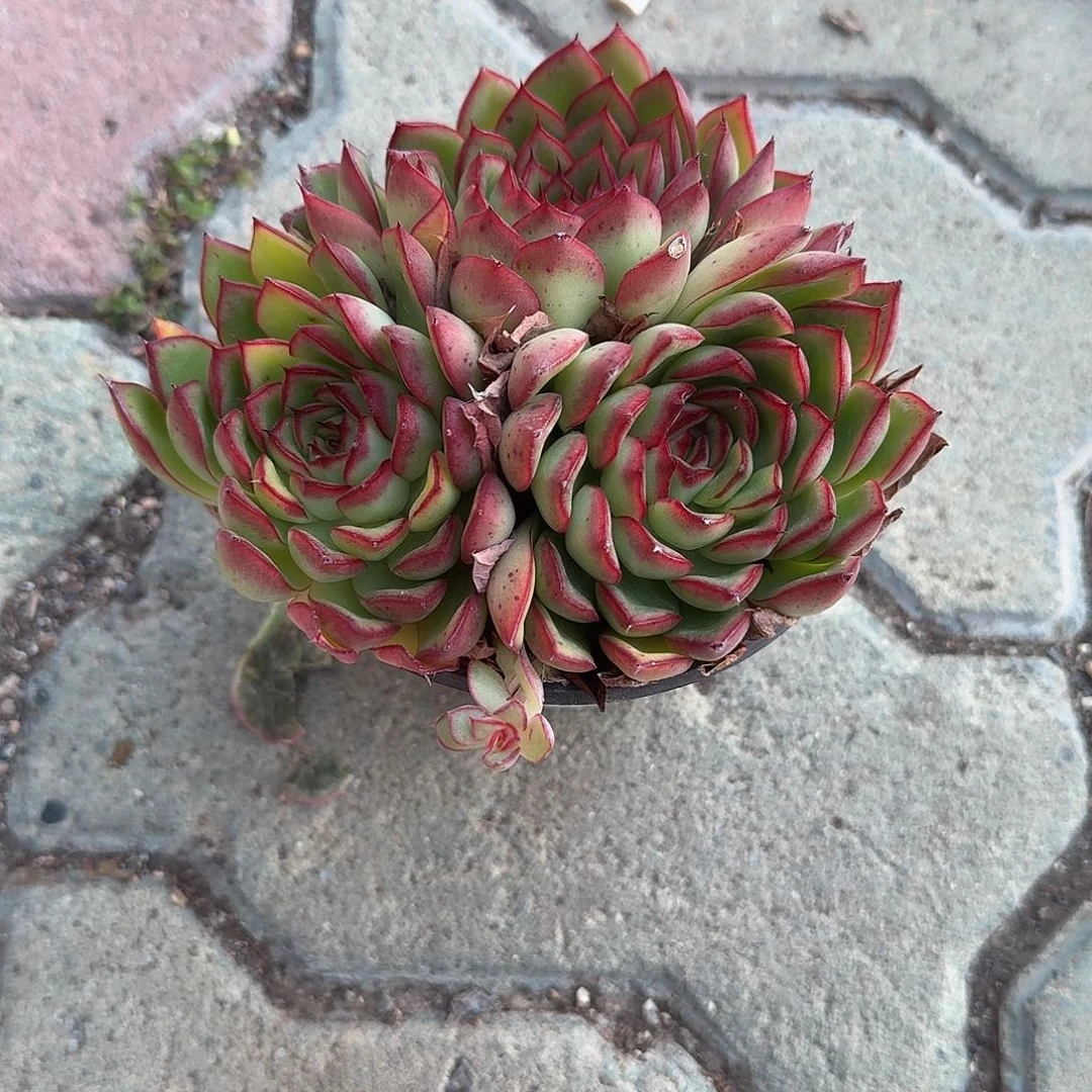 萤火虫群生多肉植物