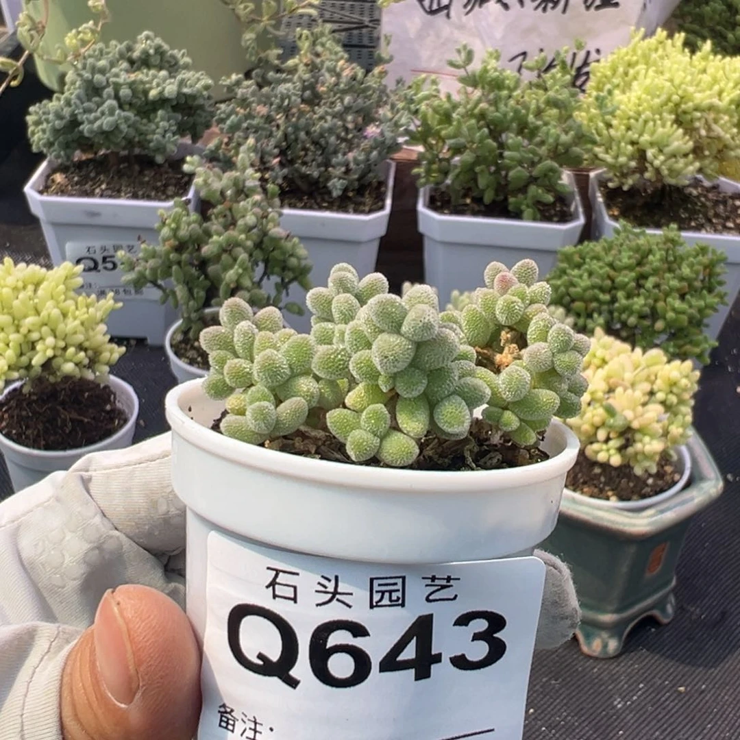 多肉植物枝干冰晶特殊个体1颗