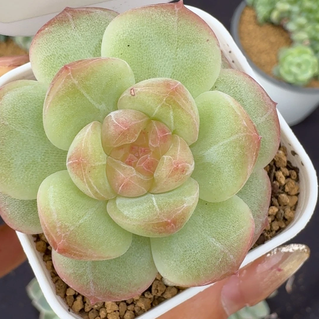 0531-69-清晖单头一颗