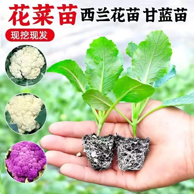 菜苗包菜苗西兰花苗有机花菜苗白花菜苗盆栽花菜苗甘蓝苗蔬菜秧苗