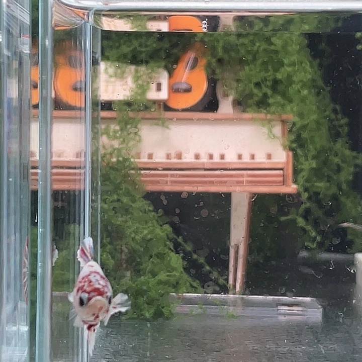 斗鱼听风观赏斗鱼