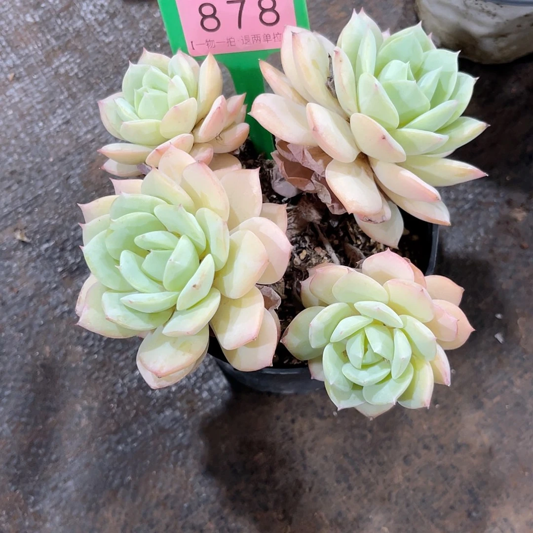 金***逸云尘多肉一物一拍878