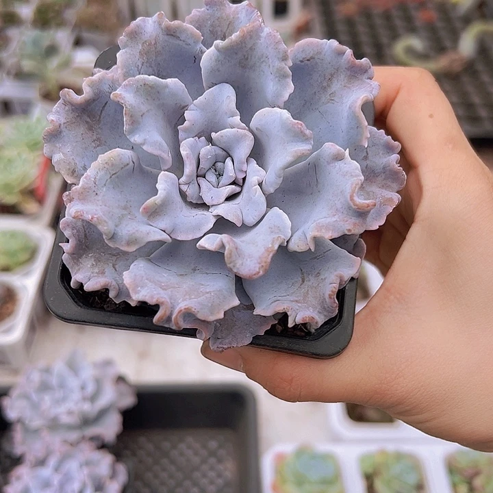 大白饺子皮19包邮多肉植物