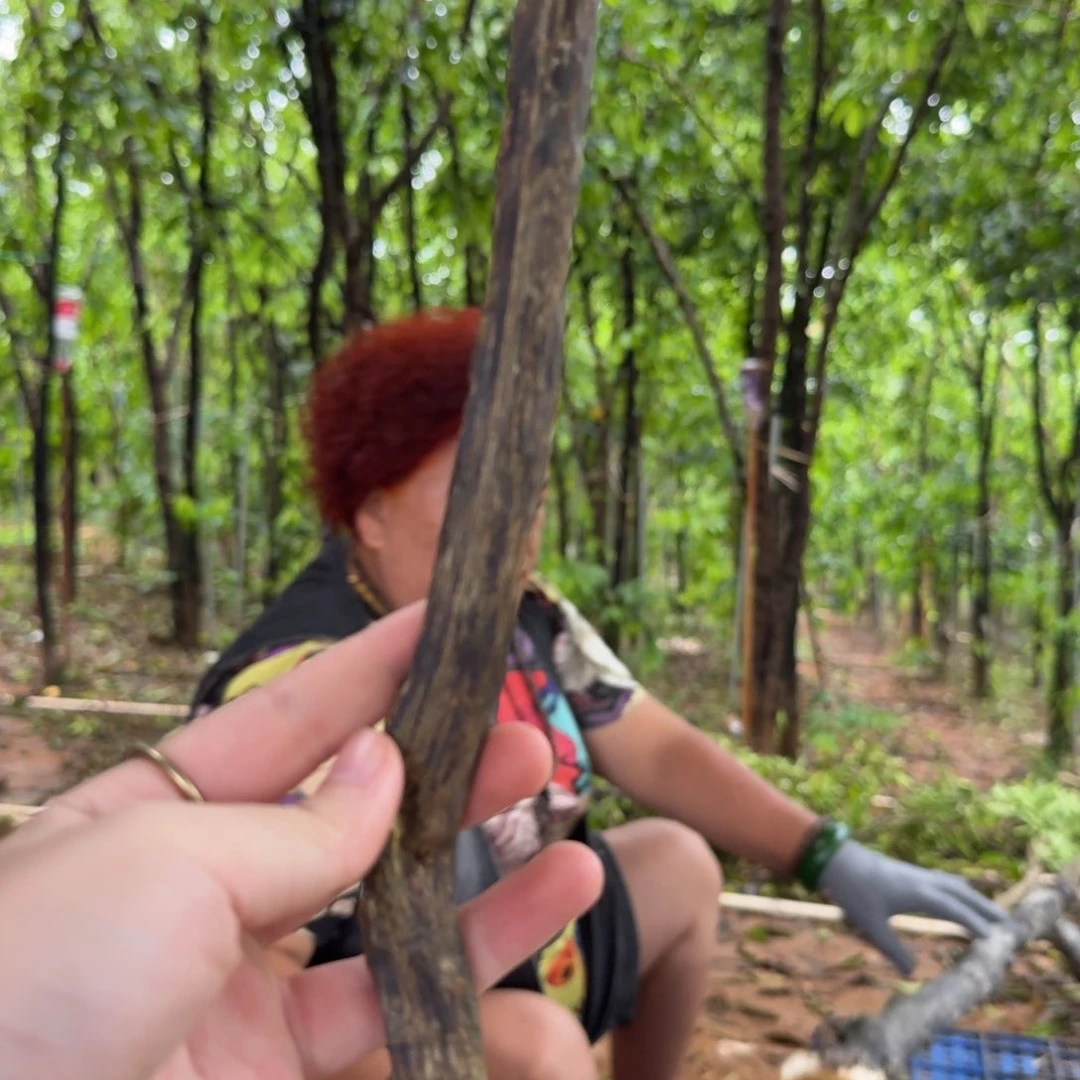 线香奇楠沉香原木