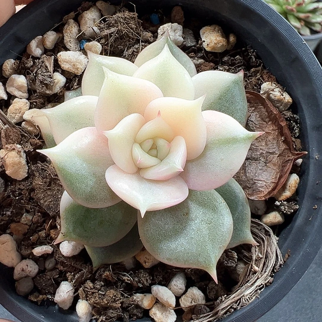 贝加尔湖锦 小方花圃一物一拍