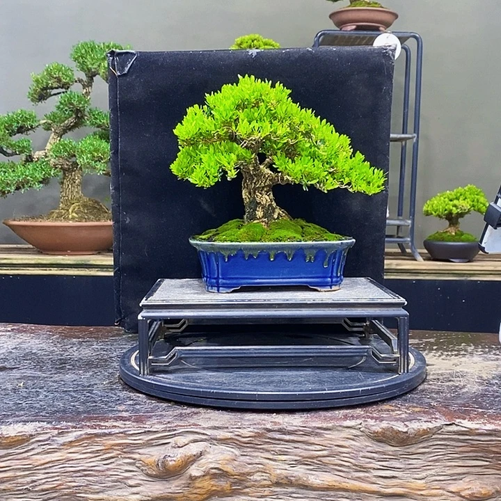 无花朵黄杨盆景四季常青