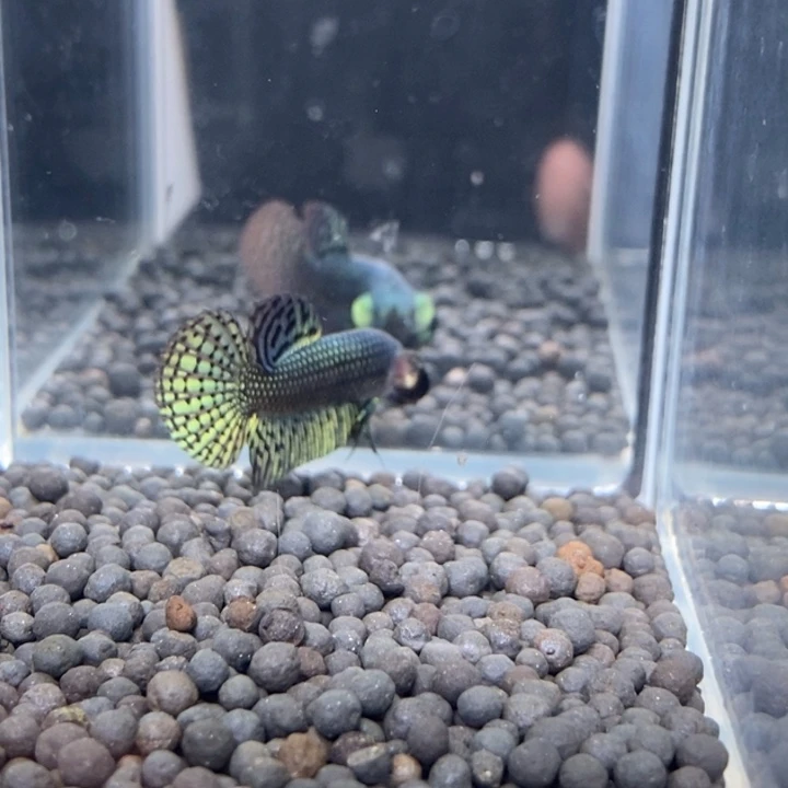 斗鱼泰国斗鱼257号