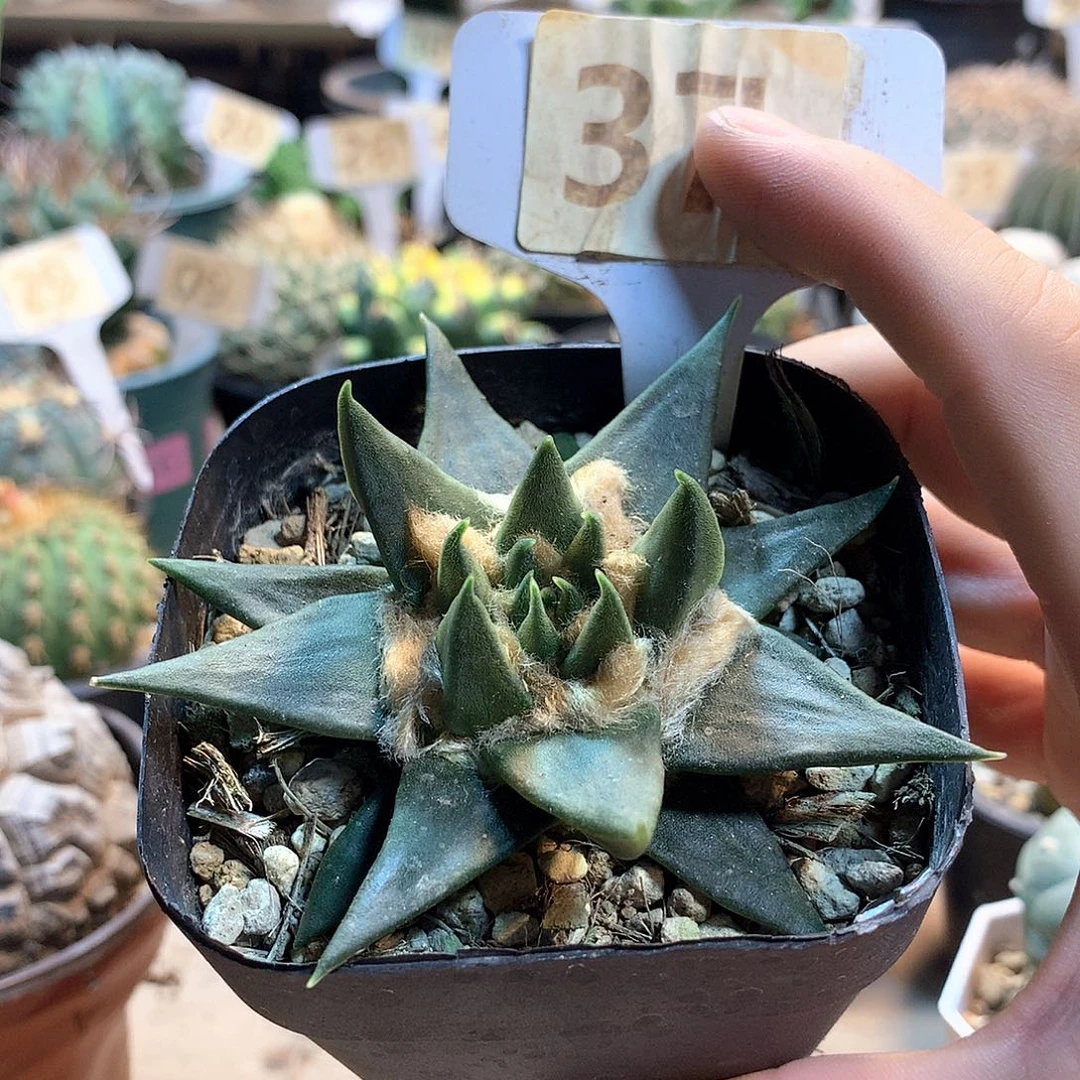 实生龙芽牡丹