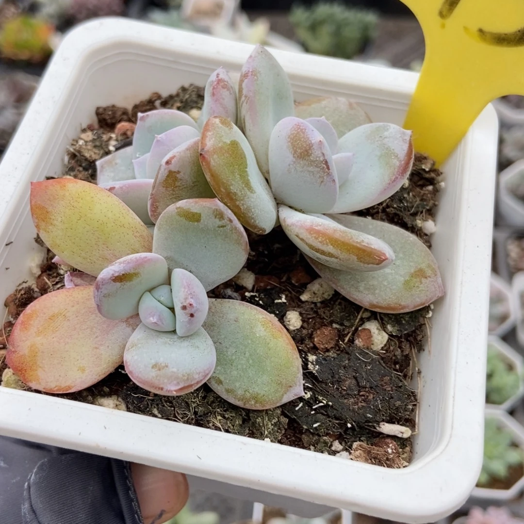 15奶茶多肉植物多肉