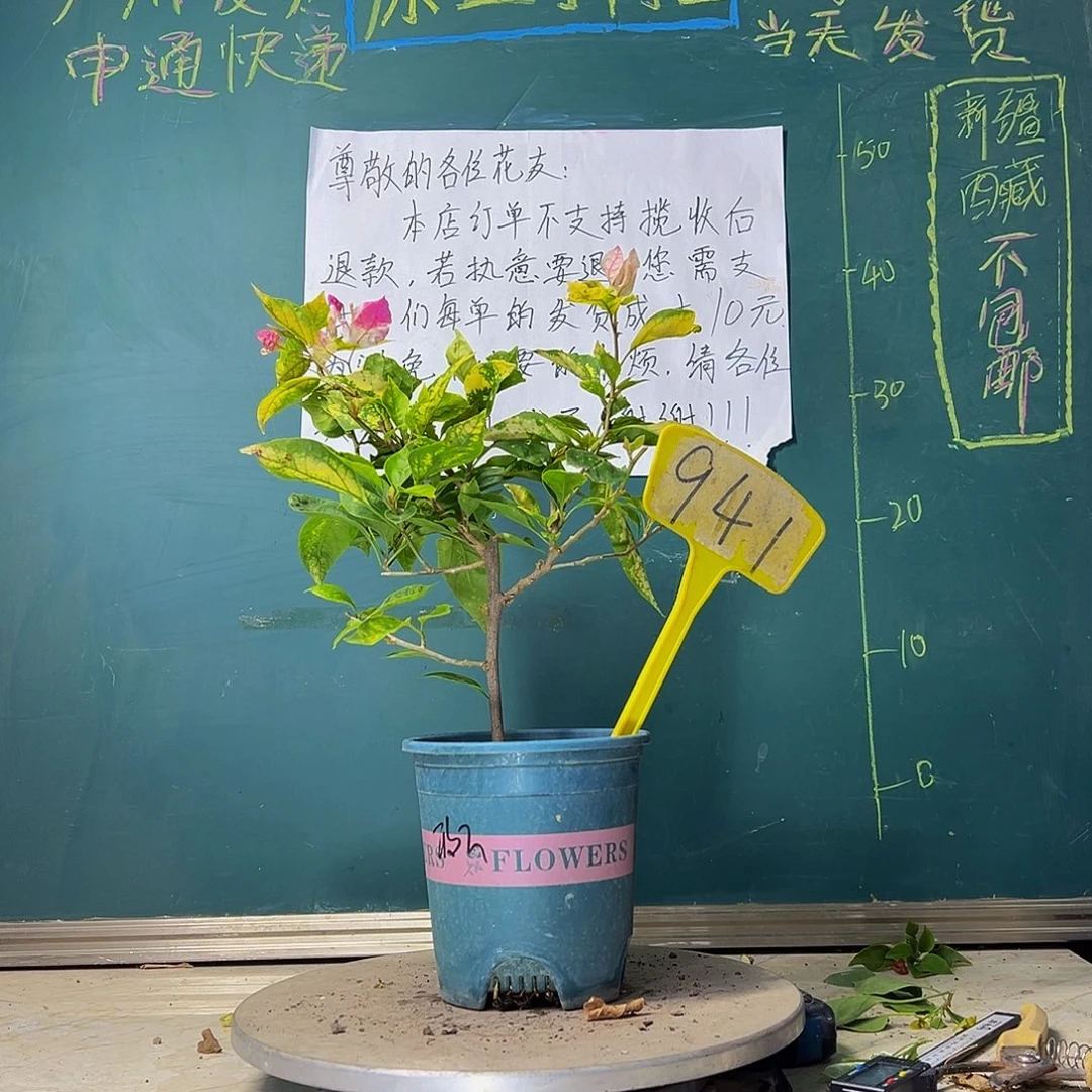 当前无花栽培后可以开花斑红樱941