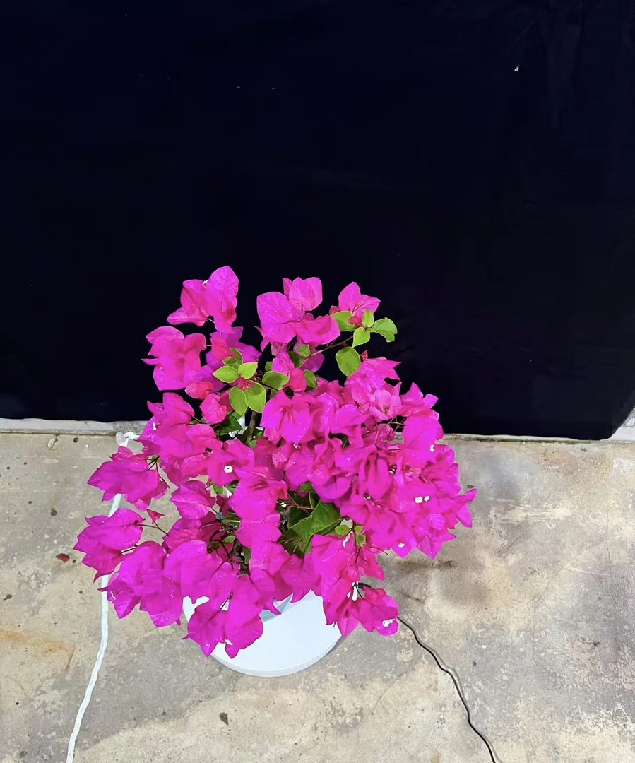 【洋红公主】三角梅小苗袋苗四季开花室内室外四季开花包对版