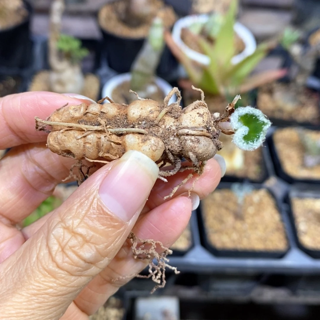 【闪购商品】毛爱心雾冰玉