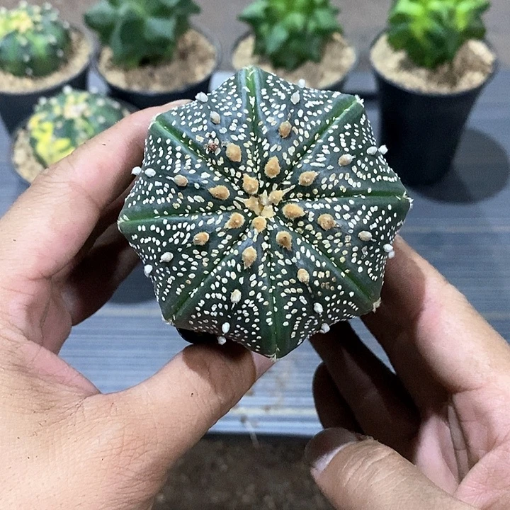 花***语超兜实生脱土发货