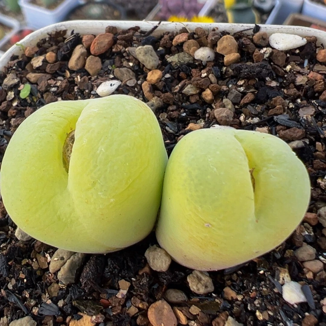 169多肉植物百科植物